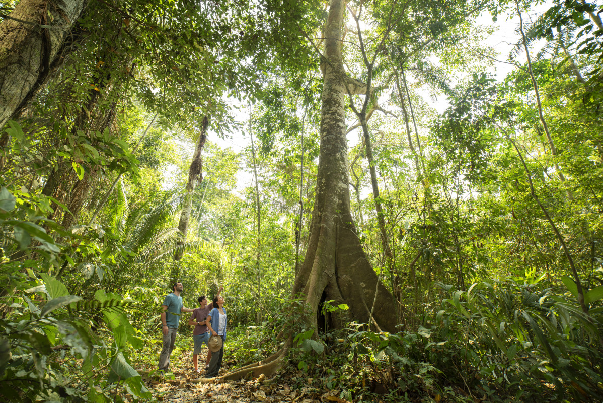 Caminando por los senderos de la selva. Tambopata. Puerto Maldonado  © Luis Francisco Gonzales PROMPERÚ