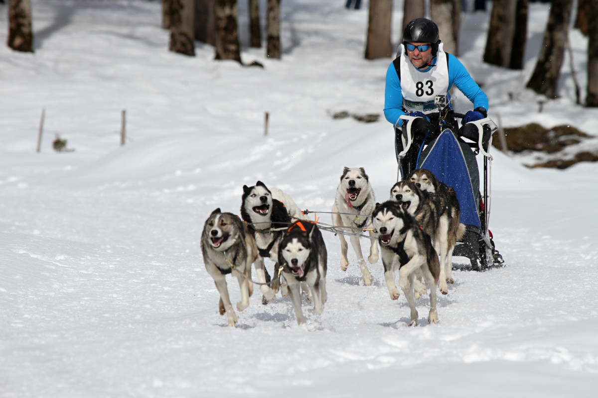 9.  Carrera del suero en Alaska 