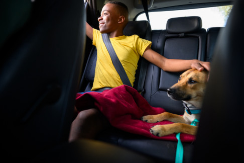 Viajar con mascotas MARS Petcare