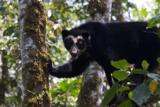 Oso de anteojos Quito