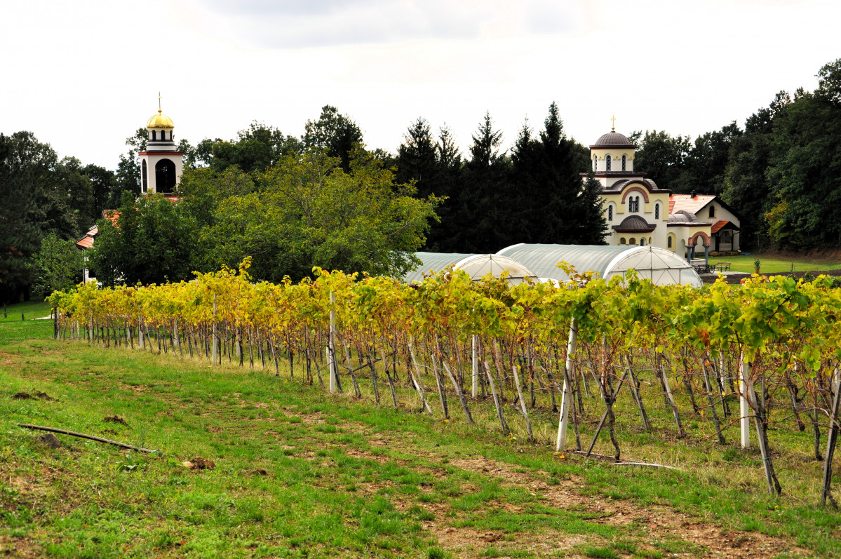 Viñedos del monasterio Grgeteg