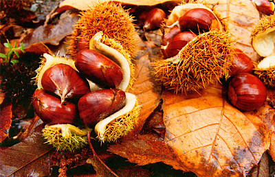 Erizos de castanas