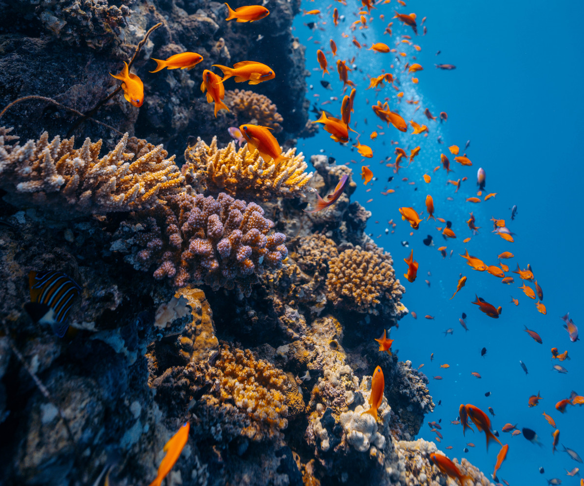 u00a9Rachel Moore, PADI Ambassadiver (5)2