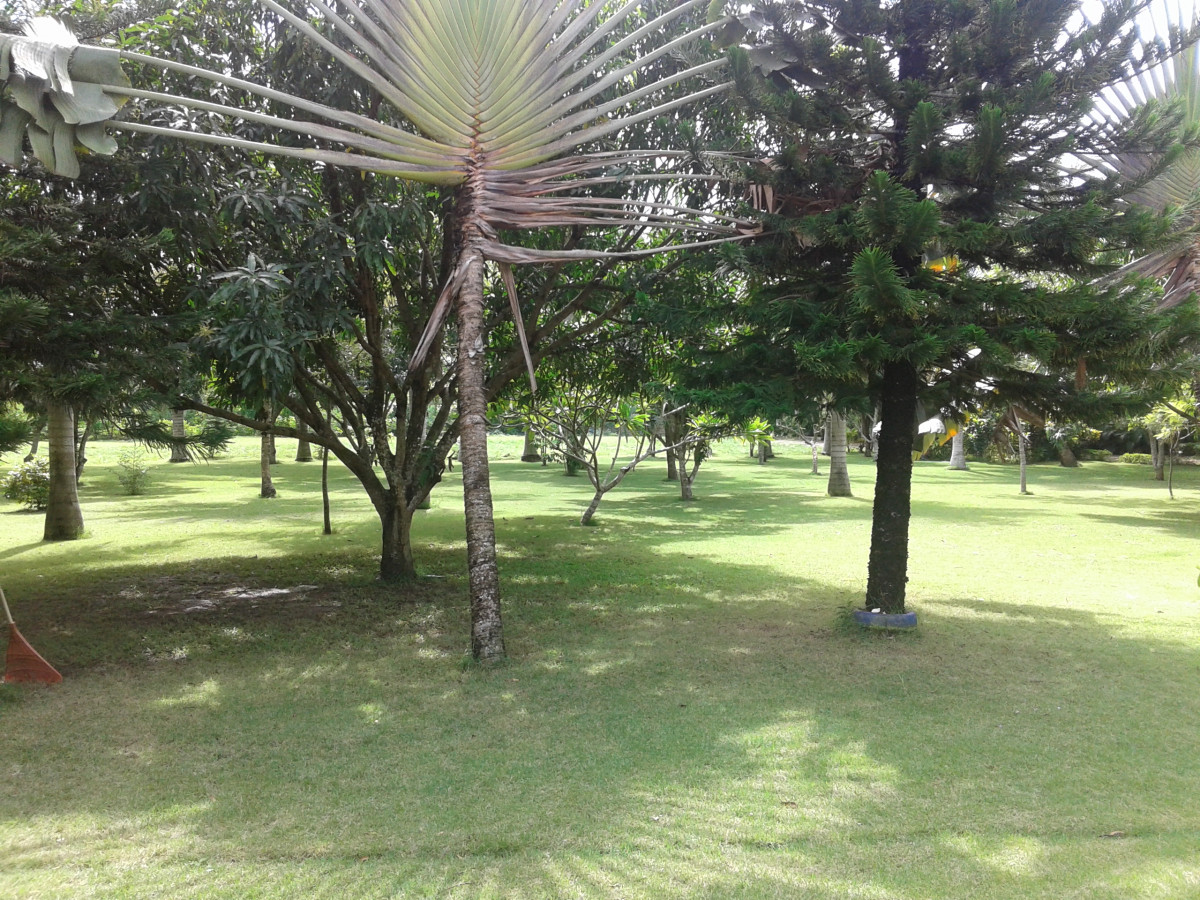 Finca