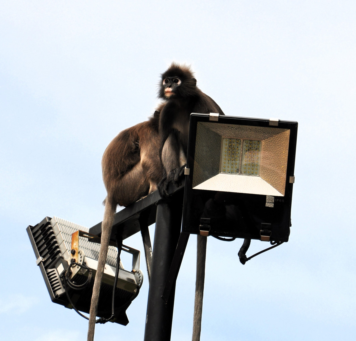 Monos en la colina de San Pablo