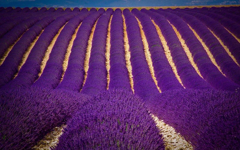 Campos de lavanda en Brihuega