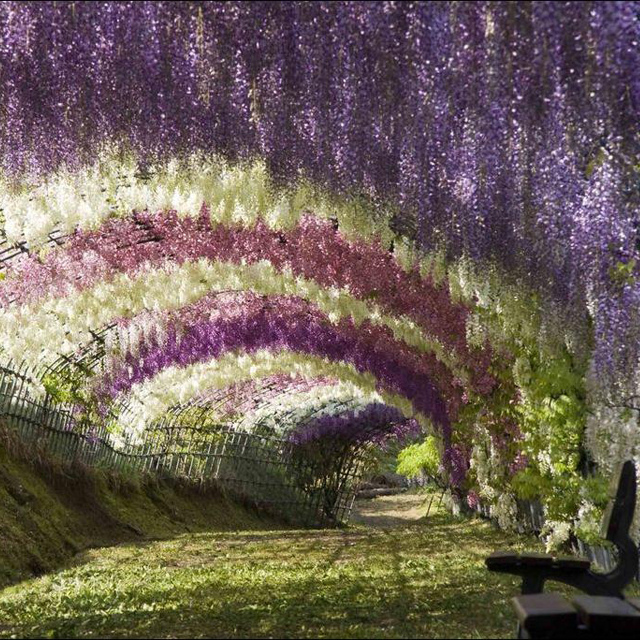 Jardines de Kawachi Fuji-en 