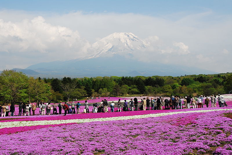 Flores, Fuji Shibazakura Festival